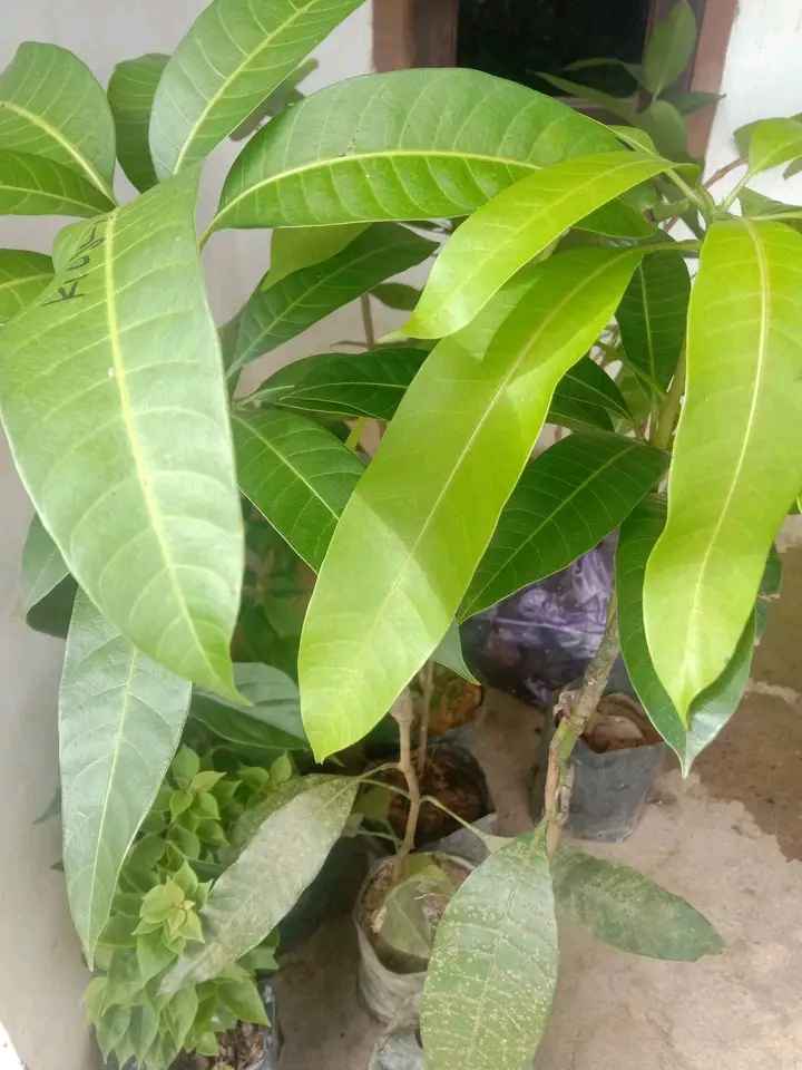 Mangga Kiojay Harga Perkilo